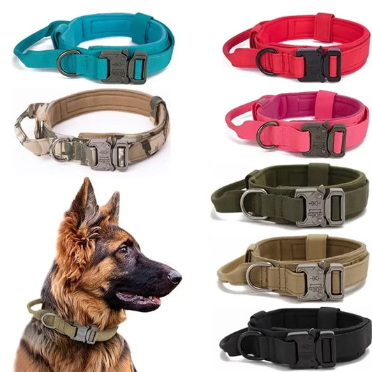 Collier et laisse tactiques pour chien